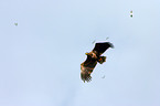 Seeadler