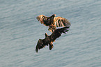 Seeadler