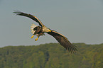 Seeadler