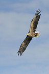 Seeadler