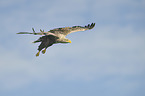 Seeadler