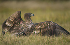 Seeadler