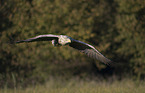 Seeadler