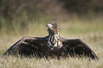 Seeadler