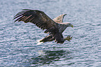Seeadler