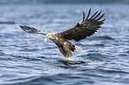 Seeadler