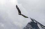 Seeadler