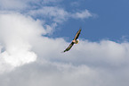 Seeadler