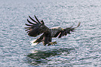 Seeadler
