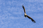 Seeadler