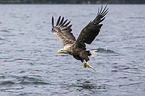 Seeadler