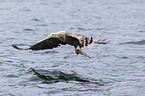 Seeadler