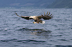 Seeadler