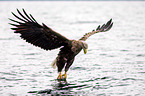 Seeadler