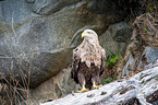 Seeadler