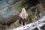 Seeadler