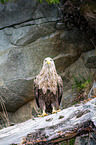 Seeadler