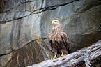 Seeadler