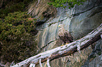 Seeadler