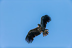 Seeadler