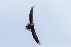 Seeadler