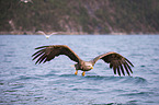 Seeadler