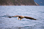 Seeadler