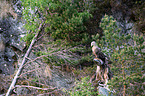 Seeadler