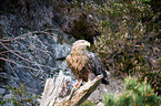 Seeadler