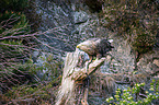 Seeadler