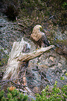 Seeadler