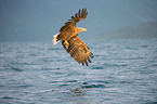 Seeadler