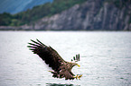 Seeadler