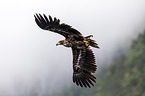 Seeadler