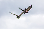 Seeadler