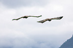 Seeadler
