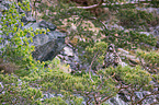 Seeadler