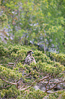 Seeadler