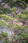 Seeadler
