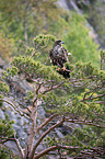 Seeadler