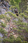 Seeadler