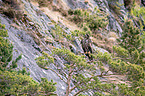 Seeadler