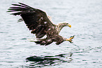 Seeadler