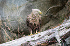 Seeadler