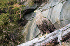 Seeadler