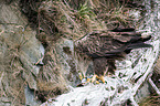 Seeadler