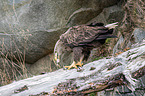 Seeadler