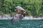 Seeadler