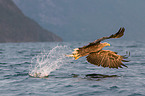 Seeadler