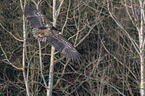 fliegender Seeadler